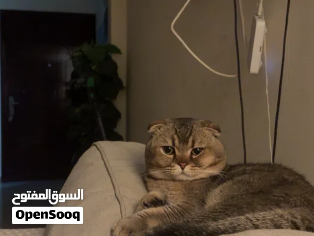 سكوتش فولد بيور للتزاوج  قط سكوتش فولد بيور بصحة ممتازه  نشيط وجاهز للتزاوج