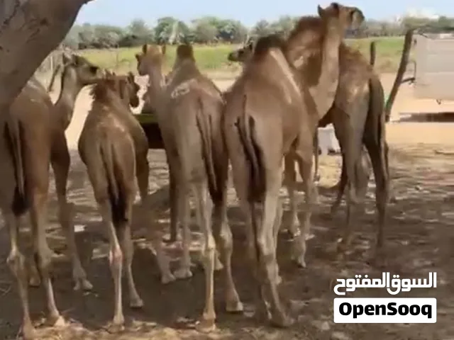 قعدان لبانيات للبيع