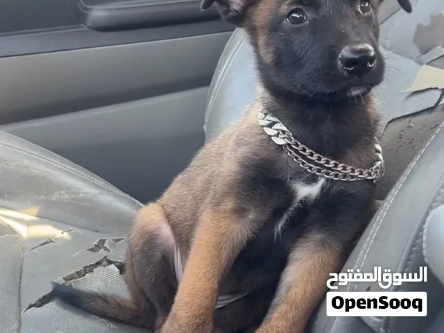 نثايه مالينوا حاجه صح صح  البو والام موجودات