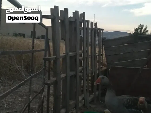 وز بلدي جامبو قاعد على بيض شرس للبيع او بدل دجاج
