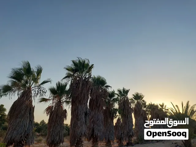 نخيل واشنطونيا (زينه) للبيع