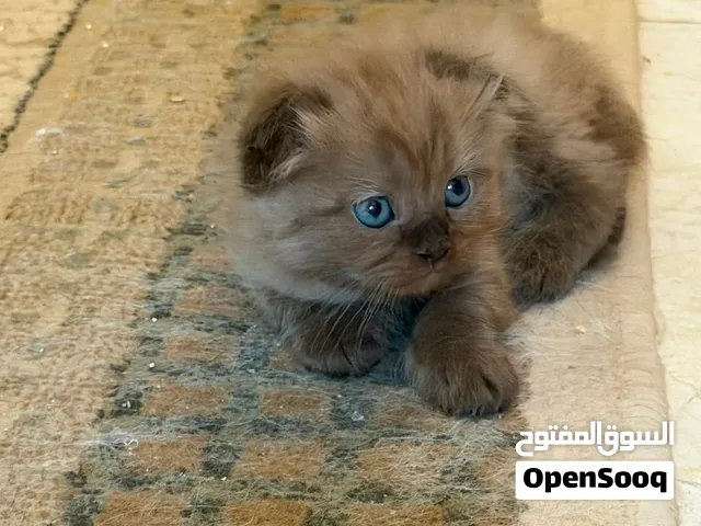 Scottish fold kittens