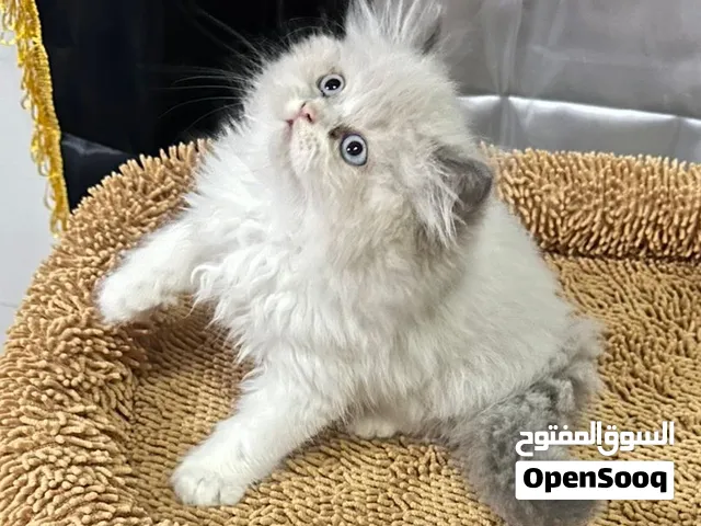 قطط راغدوال وهملايا بيورسلالة ذكية ولعوبة عمر شهرين بصحة جيدة متعلمين على كل شيء ومعتمدين على نفسهم