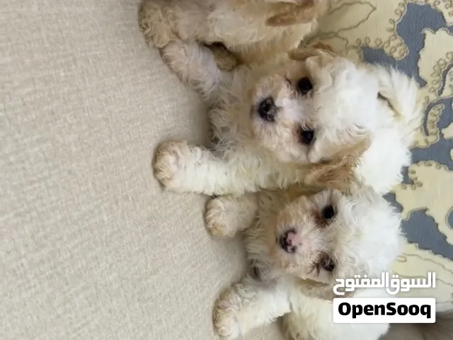 Adorable toy maltipoo