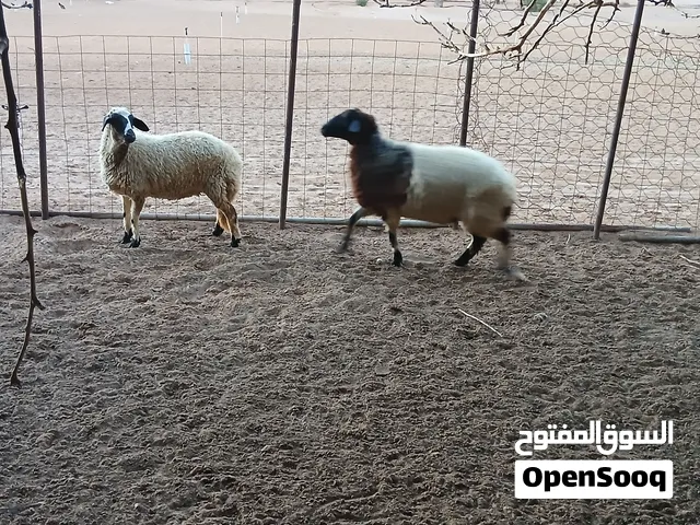 اثنين انعاج حيال مش والدات قبل بكل