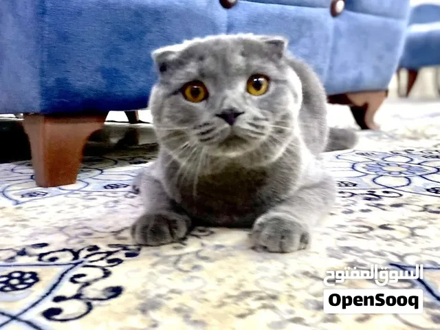 سكوتش فولد