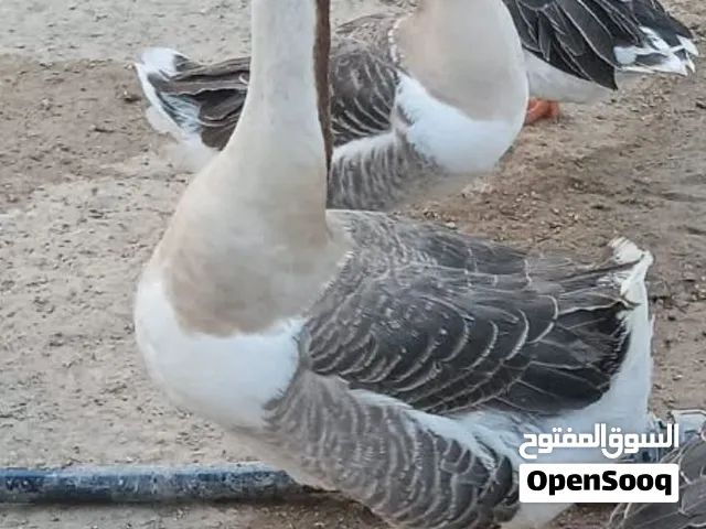 60وبي مجال قليل