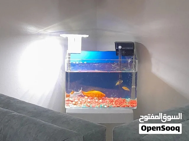 حوض سمك صغير