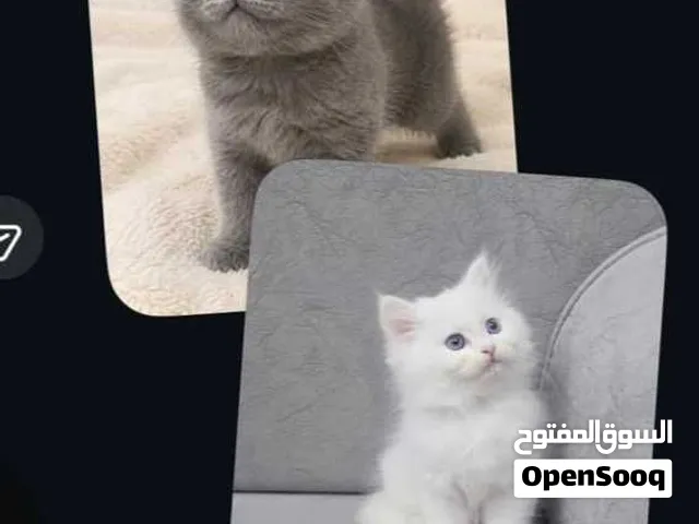 قطتين قطتين