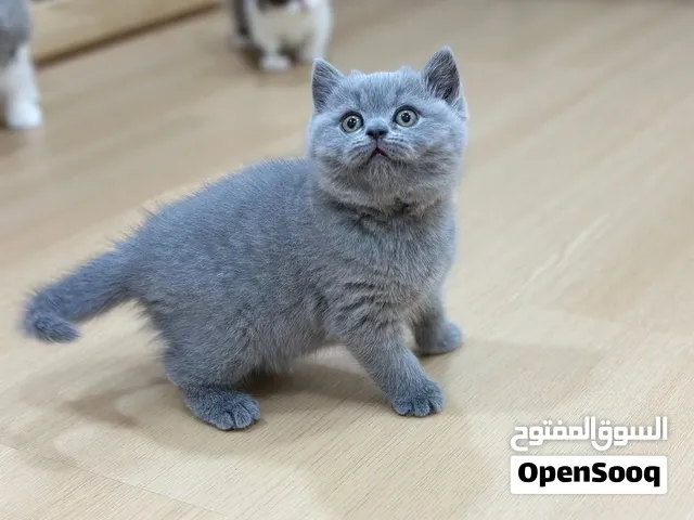 British shorthair Kitten