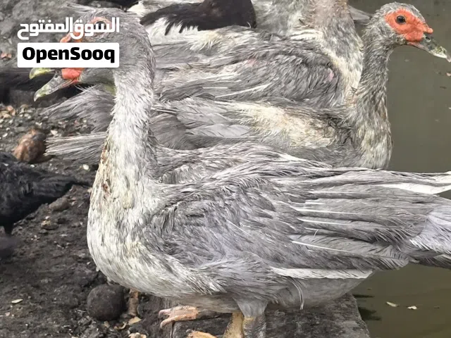 بط مصري جامبو للبيع