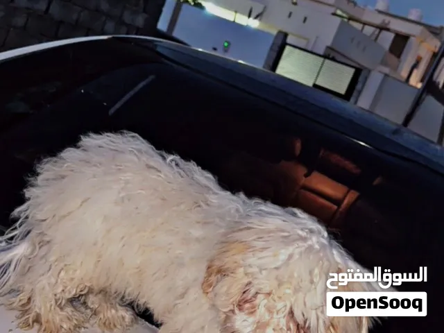 كلب تشواوا