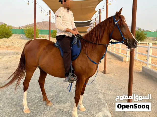فرس ركوب ممتاز سعر خاص للجاد