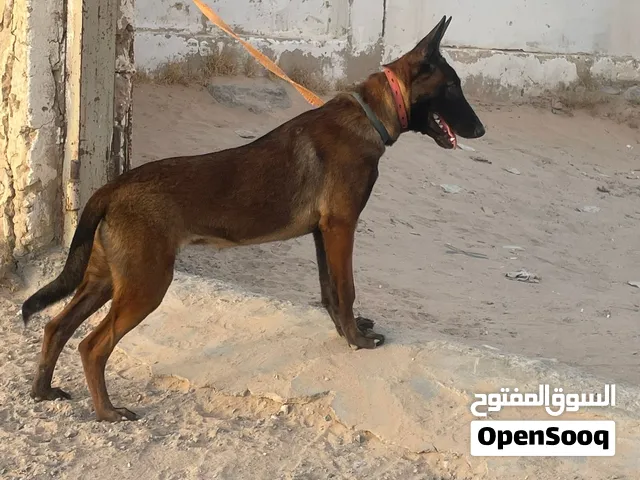 أنثى مالينو بكتيبها تفهم سريع في التدريب