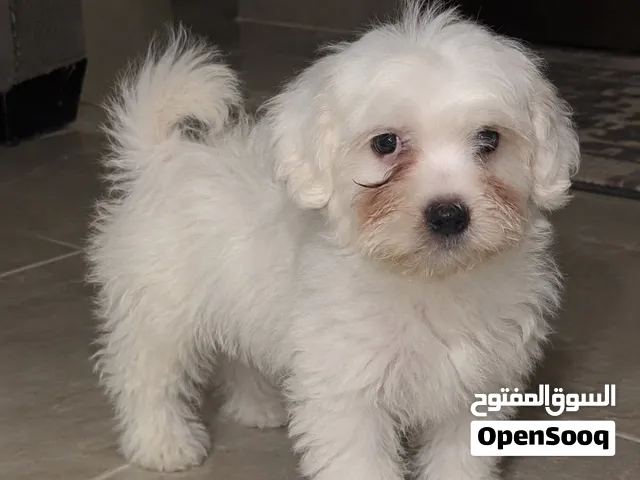 مالتيز مستوى عالي للبيع عمر 100 يوم  في مجال بالسعر