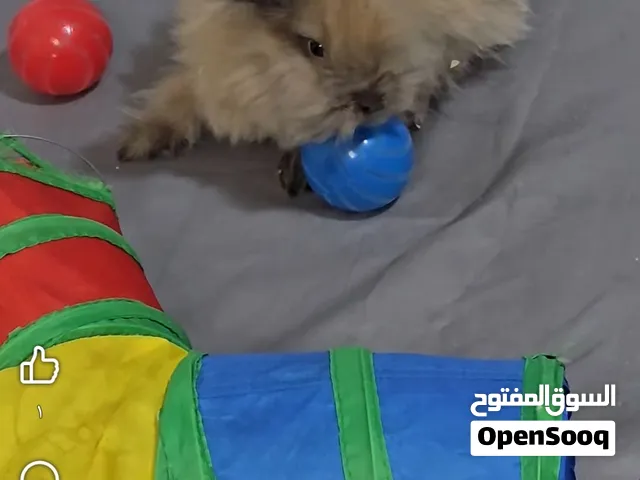 متاح فراخ واهالي ميني انقورا بيور صافي
