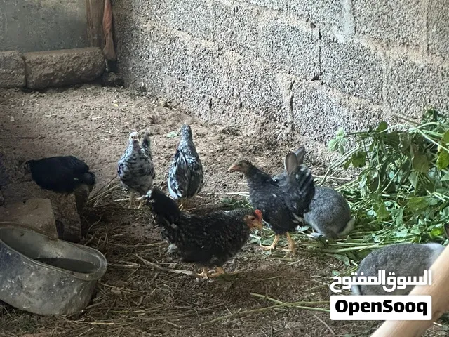 دجاج فرسني حبحب كويتي