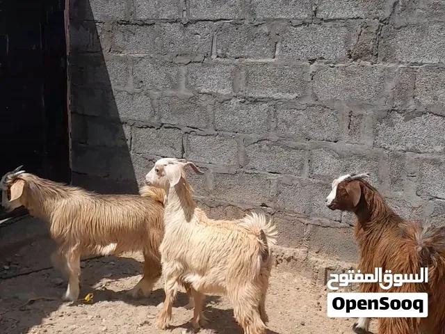 ذبايح عمانيات فووول سمنه و يصلحن تربيه ...