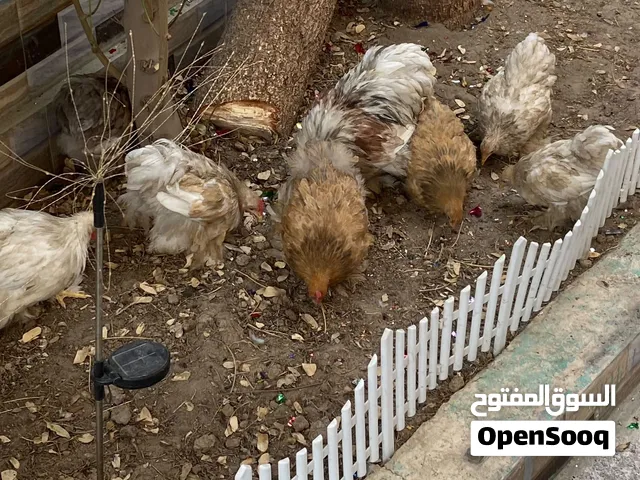 دجاج كوشن 8 قطع