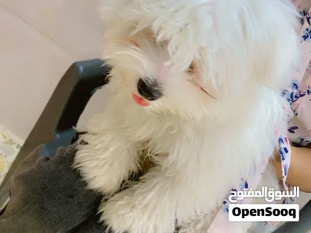 كلب للبيع عمره شهرين ملقح غراضه ويا الأكل مالته والشامبو