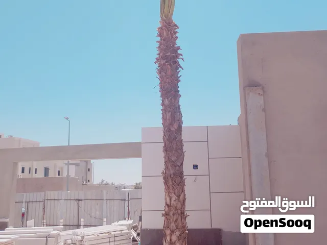 نخل واشنطنی