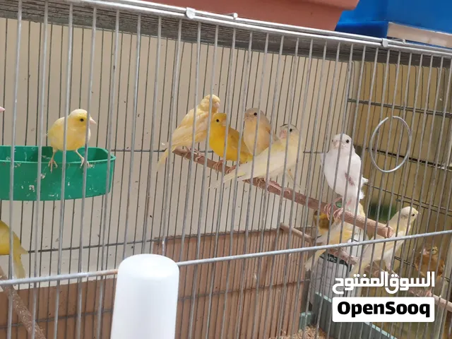 عصافير كنار للبيع