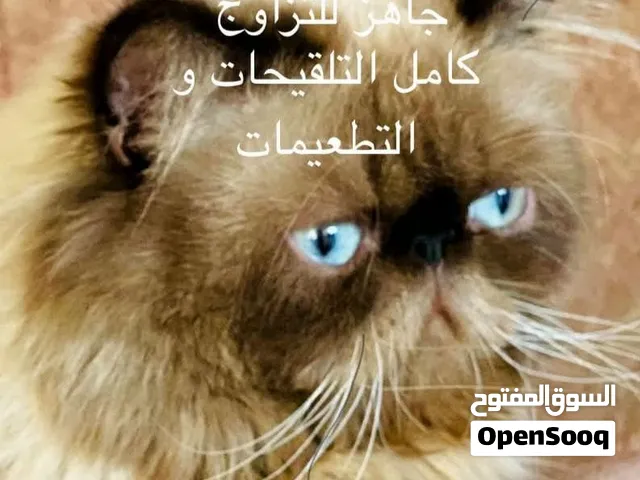 بيكي فيس ذكر وانثي