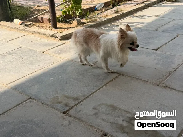 كلبين للبيع بسعر مميز