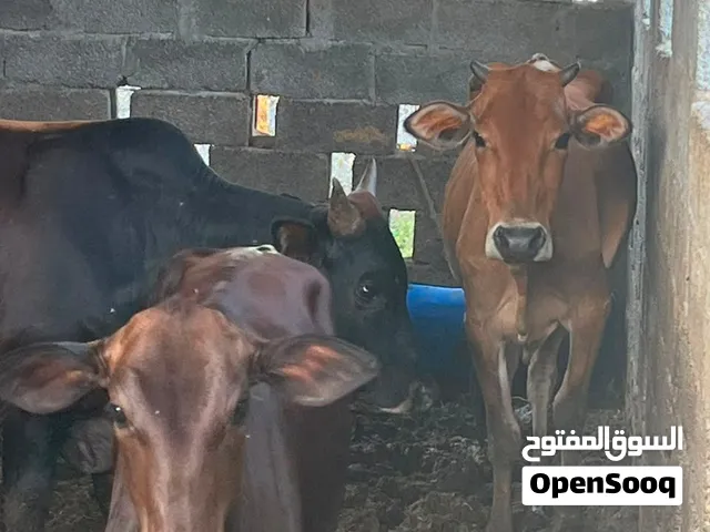 عجلة مع بنتها للبيع