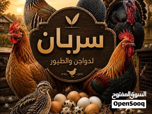طيور السمان وبيض مخصب  مزرعه سربان للدواجد والطيور