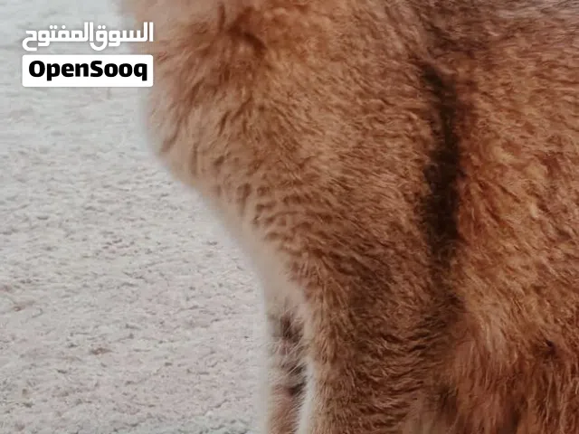 قطة للتبني بسعر رمزي