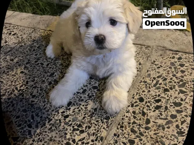 كلاب صغيرة تيرير فرنسي