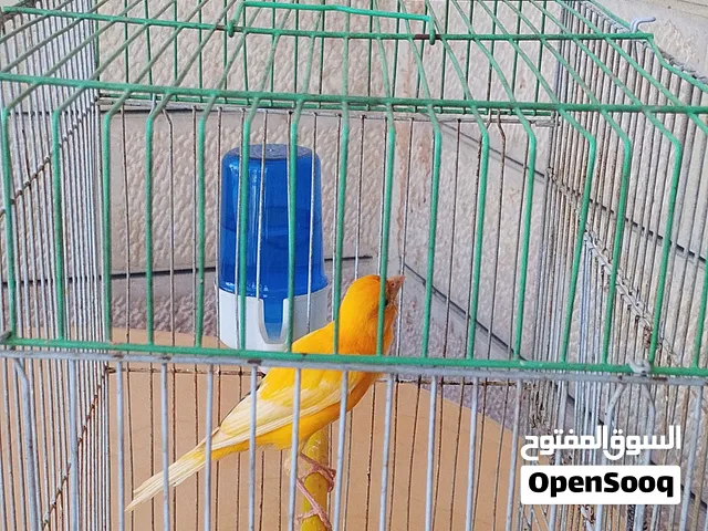 كنار زي النار بسعر مغري