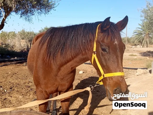 فرس للبيع، حارز في الشهر السابع، فرس وللَّادة ربي يبارك، دمها 92,5ونص فرس عمرها 9سنين. لونها احمر