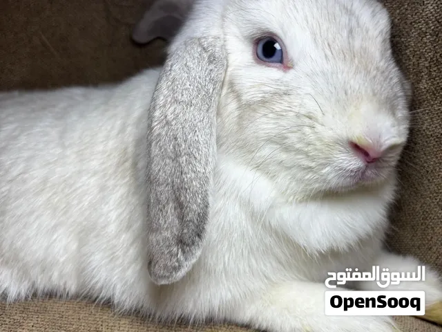 زوج ارانب للانتاج