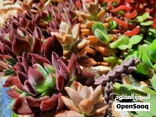 باقات نباتات عصارية جميلة للهدايا وديكور المنازل