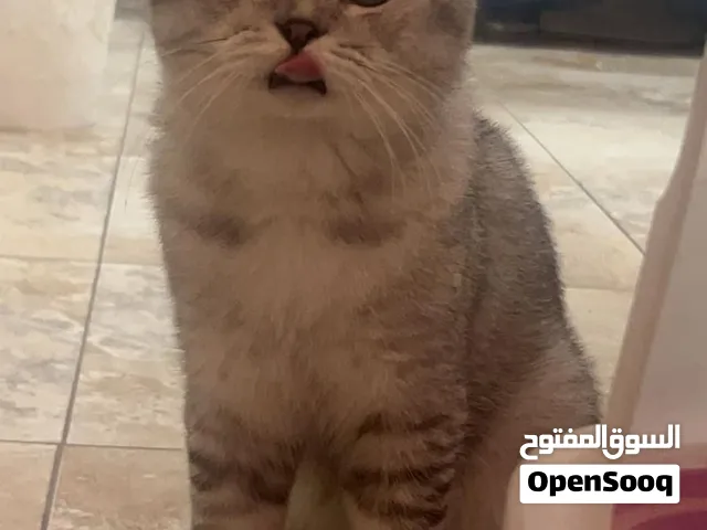 تبني قط بريتيش فولد