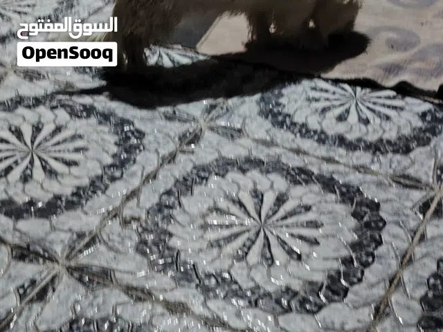 السلام عليكم كلب حلو وكدام عينكم اليف فول وسعر جداً مناسب