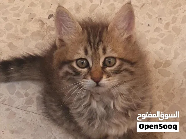 جيزر  اتلانتك بحاله ممتاز