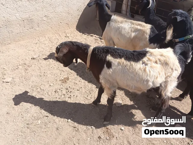 اربع معزا للبيع