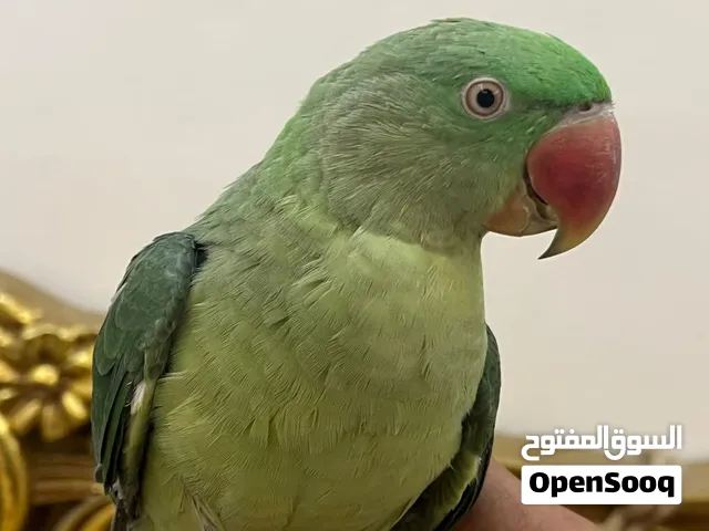 ببغاء كاسندار وببغاء الذره