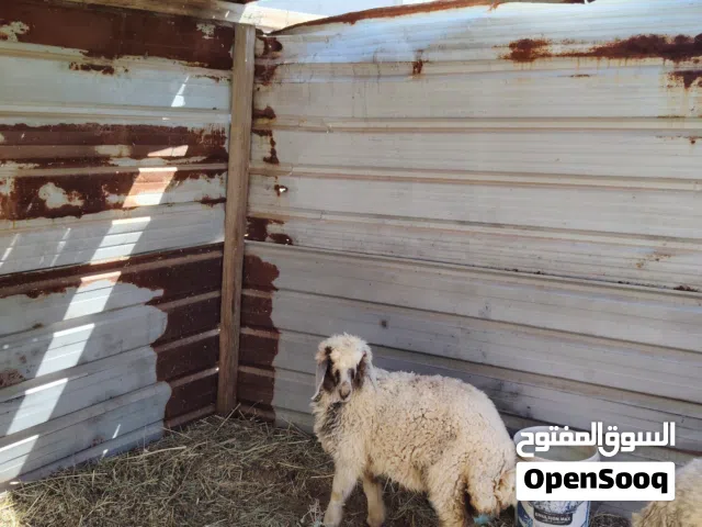 نعجات ثنين للبيع كريشيات حلوات