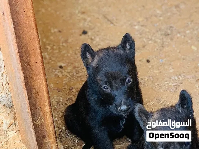 جراو مالينوا انتى ودكر  برفق صور الام والاب