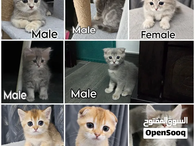 قطط سكوتش للبيع