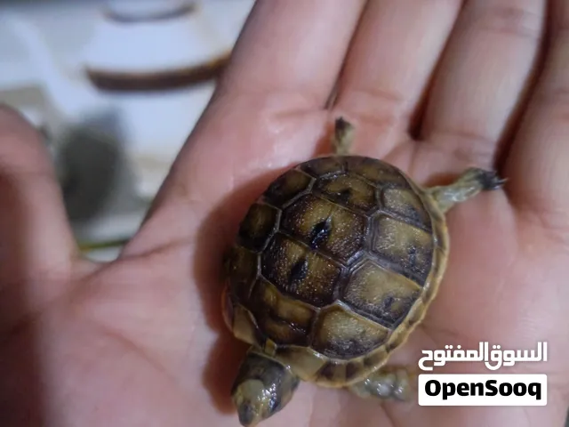 سلاحف بيبي للبيع سعر مناسب نشاط وحيوية مشالله مثل ماهو موضح بصوره