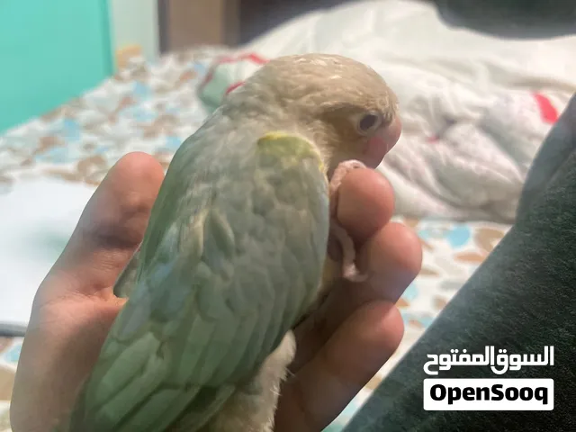 كونيور سينامون تركواز الليف