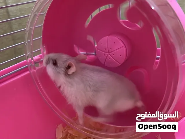 زوج هامستر مع القفص