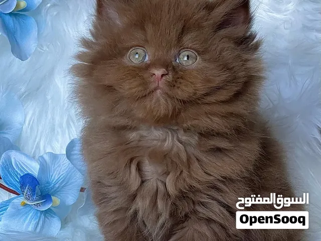 Adorable Chocolate Fluffy Kitten for Sale in UAE