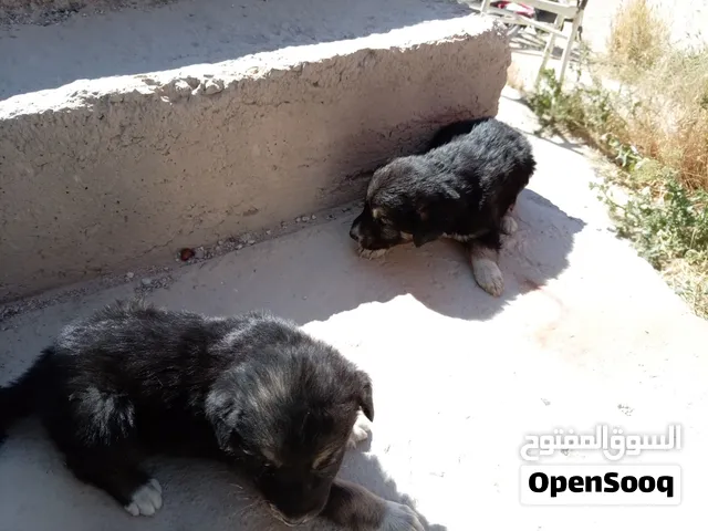 جروين جعاري للبيع سعر الواحد 30 الف ليره قديمه سوريه
