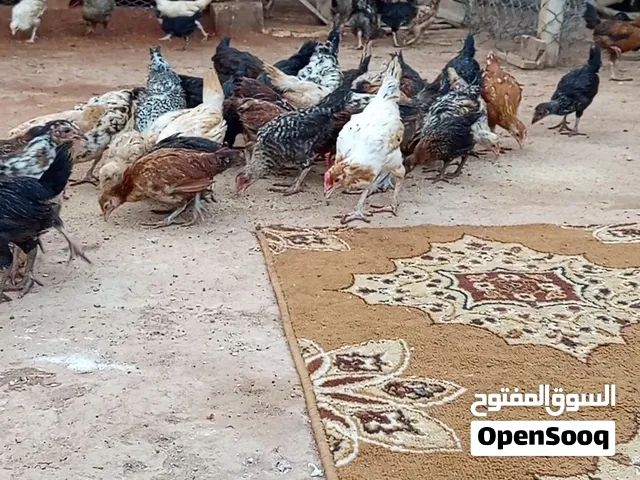 مجموعة كتاكيت عمر شهرين صحه ونشاط وحجم وألوان سعر الطرف 10